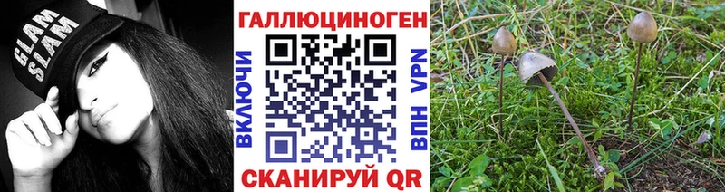 как найти закладки  Приозерск  Псилоцибиновые грибы MAGIC MUSHROOMS 